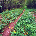 Красные диагонали